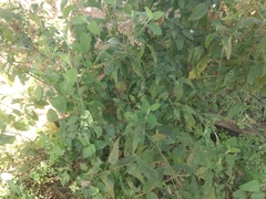 Austroeupatorium inulifolium