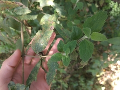 Austroeupatorium inulifolium