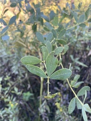 Baptisia