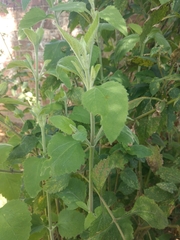 Austroeupatorium inulifolium