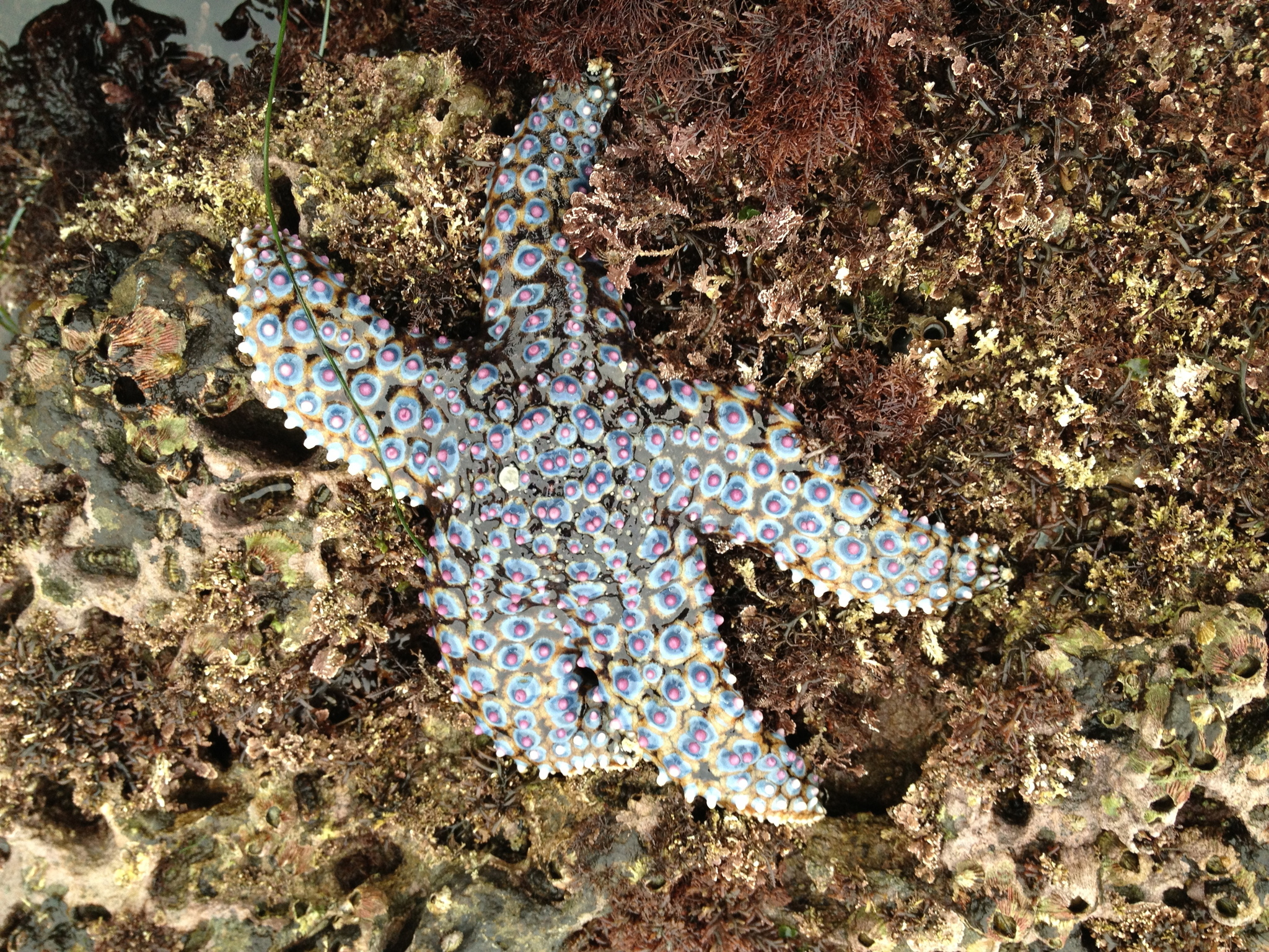 Pisaster giganteus - Wikipedia