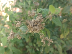 Austroeupatorium inulifolium