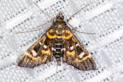 Diathrausta harlequinalis