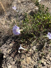 Ipomoea lindheimeri