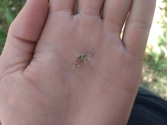 Austroeupatorium inulifolium