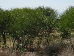 Acacia saligna