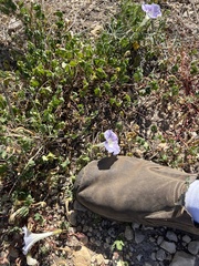 Ipomoea lindheimeri