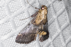 Cacozelia basiochrealis