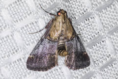 Cacozelia basiochrealis