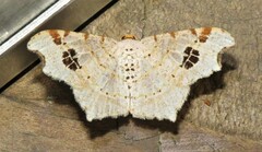 Macaria notata
