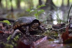 Kinosternon subrubrum subrubrum