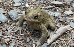 Anaxyrus boreas