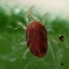 Trombidiformes