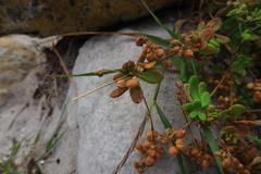 Pharnaceum cordifolium
