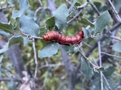 Anisota oslari