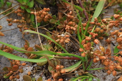 Pharnaceum cordifolium