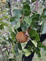 Annona crassiflora