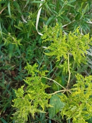 Croton bonplandianus