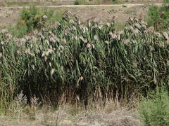 Phragmites australis