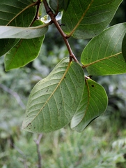 Annona crassiflora