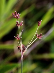 Bulbostylis junciformis