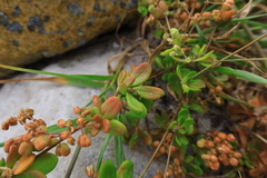 Pharnaceum cordifolium