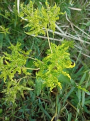 Croton bonplandianus