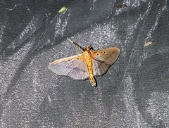 Filodes fulvidorsalis