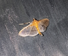 Filodes fulvidorsalis