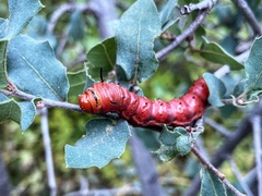 Anisota oslari
