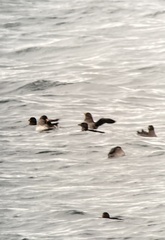 Cerorhinca monocerata