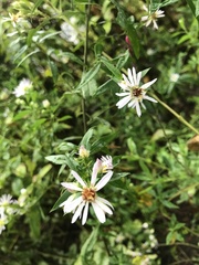 Symphyotrichum puniceum