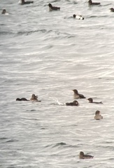 Cerorhinca monocerata