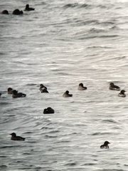 Cerorhinca monocerata