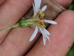 Eurybia furcata