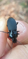 Abax parallelepipedus