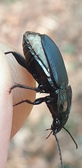 Abax parallelepipedus