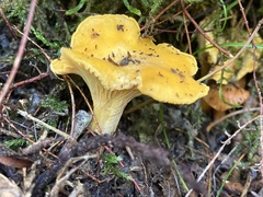 Cantharellus cibarius