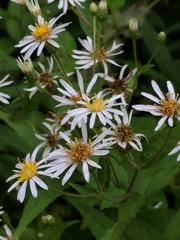 Eurybia furcata