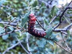 Anisota oslari