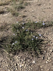 Ipomoea lindheimeri