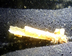 Pectinariidae