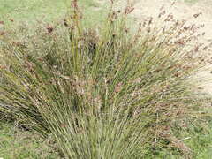 Juncus acutus