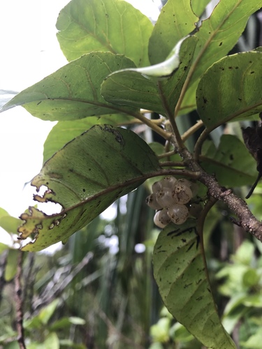 Maesa walkeri observed 2018-07-29