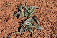 Lachenalia schelpei