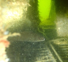 Ctenolabrus rupestris