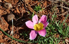 Romulea atrandra esterhuyseniae