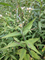 Eurybia furcata