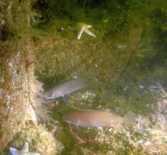 Ctenolabrus rupestris