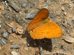 Cirrochroa tyche mithila